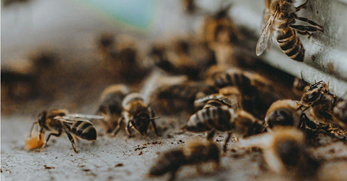 EarthLungs Beehive Project in Kenya