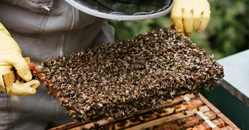 Bee conservation and forest regeneration in Kenya